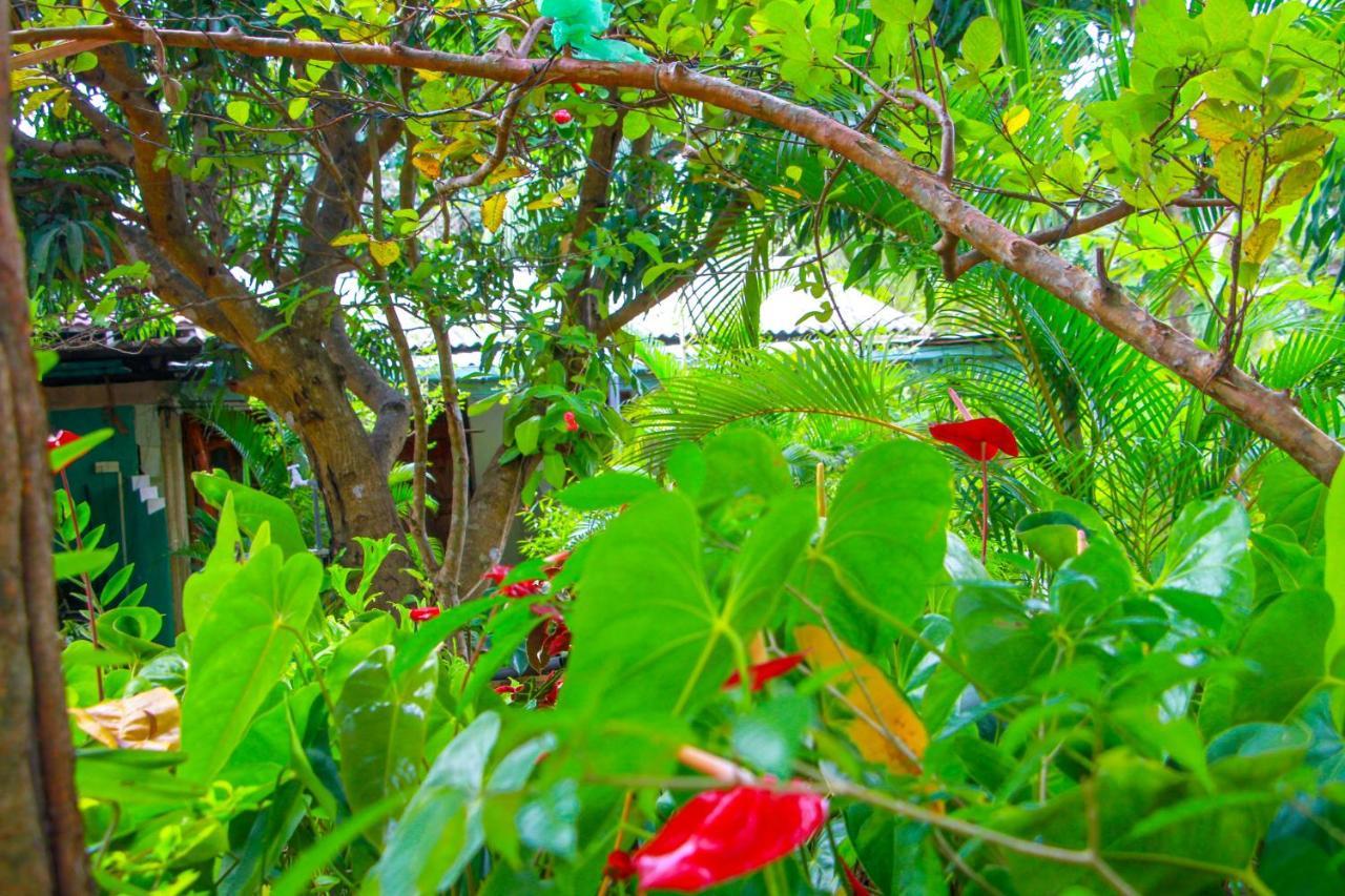 Sun Flower Homestay Sigiriya Dış mekan fotoğraf
